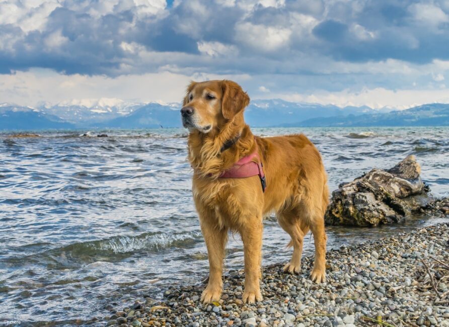 Die schönsten Badestellen mit Hund am Bodensee