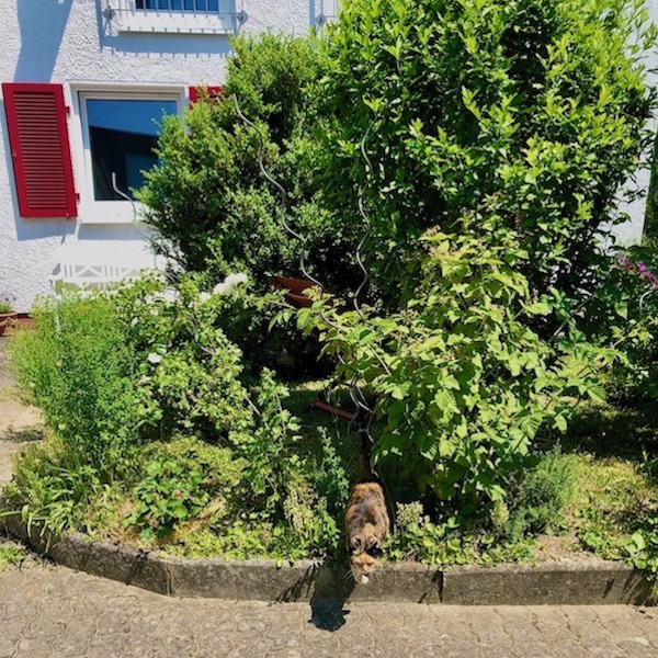 Naturbelassener Garten mit Nutzpflanzen und der Hauskatze Carla
