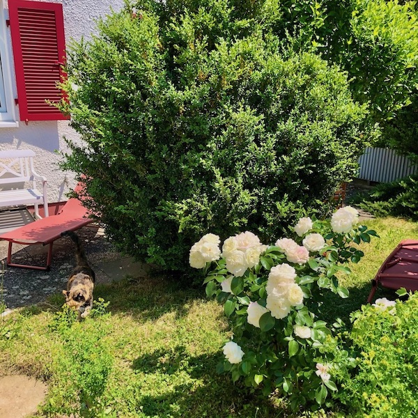 Garten mit Blick auf die Terrasse mit duftenden Rosen