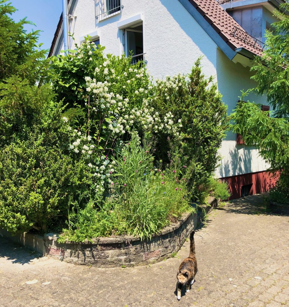 Naturbelassener Garten mit Nutzpflanzen und der Hauskatze Carla